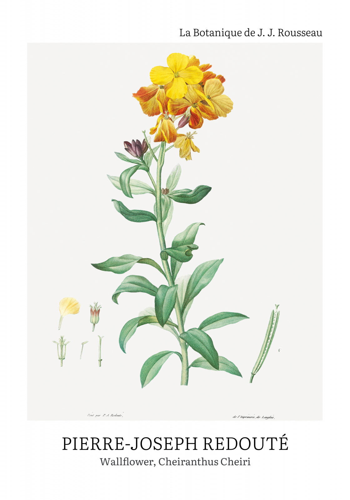 Plakat  Design Chearinthus Cheiri, Redoute Vintage do Salonu