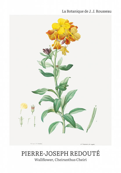 Plakat  Design Chearinthus Cheiri, Redoute Vintage do Salonu