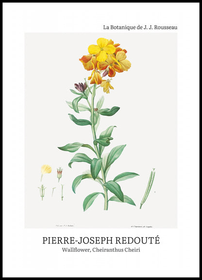 Plakat  Design Chearinthus Cheiri, Redoute Vintage do Salonu