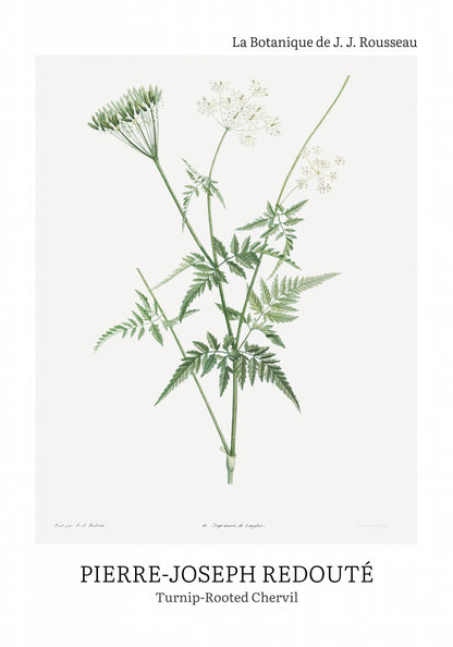 Plakat  Design Rotted Chervil, Redoute Vintage do Salonu