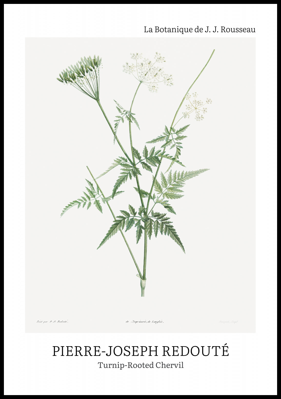 Plakat  Design Rotted Chervil, Redoute Vintage do Salonu
