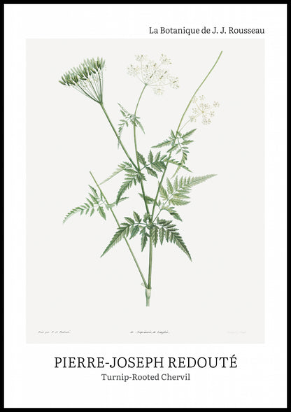 Plakat  Design Rotted Chervil, Redoute Vintage do Salonu