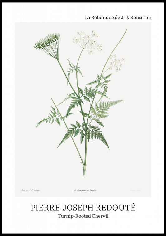 Plakat  Design Rotted Chervil, Redoute Vintage do Salonu