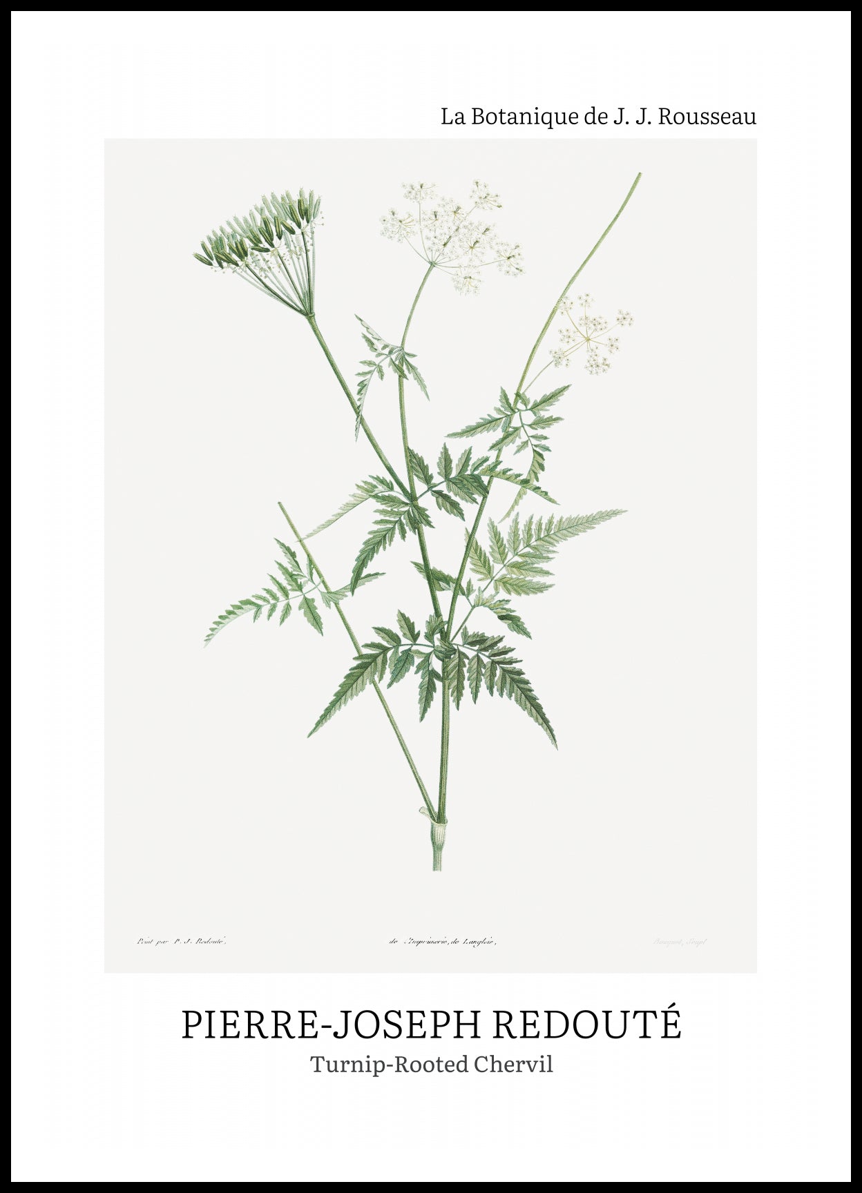 Plakat  Design Rotted Chervil, Redoute Vintage do Salonu