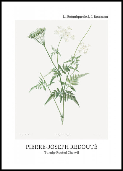 Plakat  Design Rotted Chervil, Redoute Vintage do Salonu