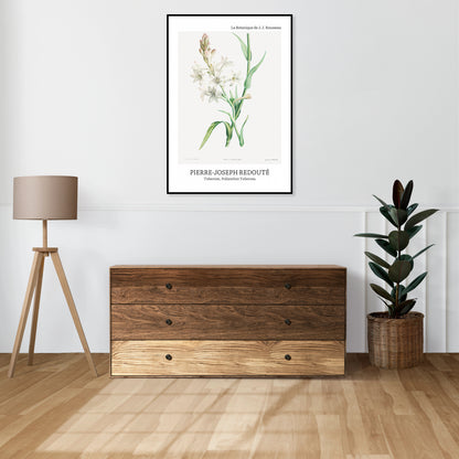 Obraz  Design Polianthes Tuberosa, Redoute Vintage do Salonu