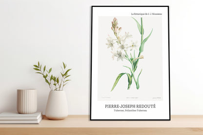 Obraz  Design Polianthes Tuberosa, Redoute Vintage do Salonu