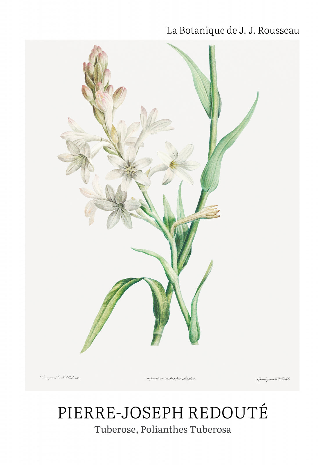Plakat  Design Polianthes Tuberosa, Redoute Vintage do Salonu