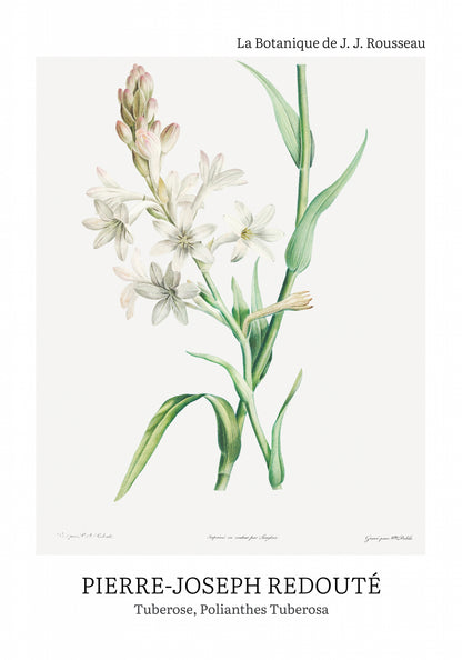 Plakat  Design Polianthes Tuberosa, Redoute Vintage do Salonu