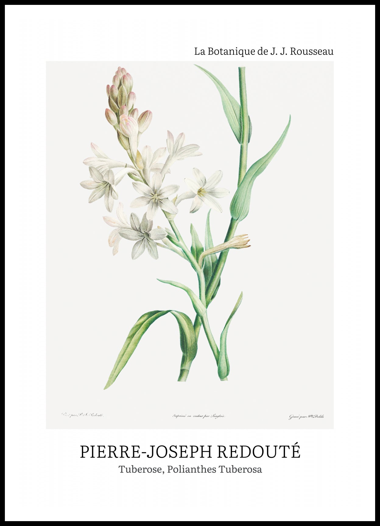 Plakat  Design Polianthes Tuberosa, Redoute Vintage do Salonu