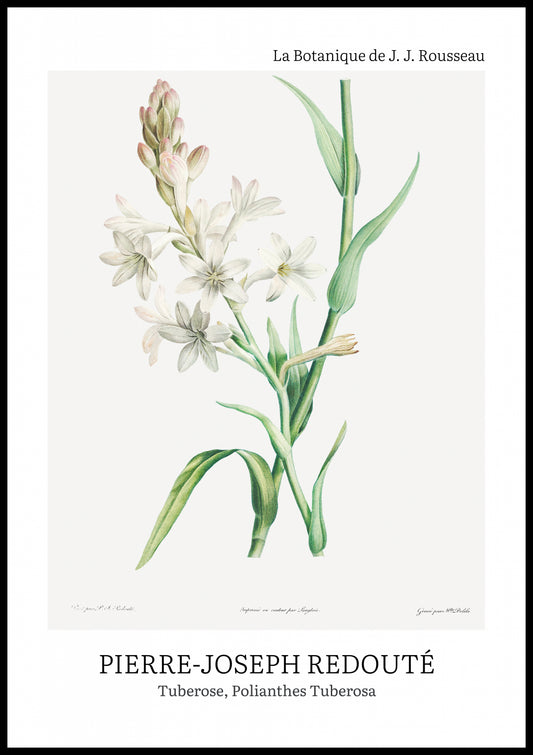 Plakat  Design Polianthes Tuberosa, Redoute Vintage do Salonu