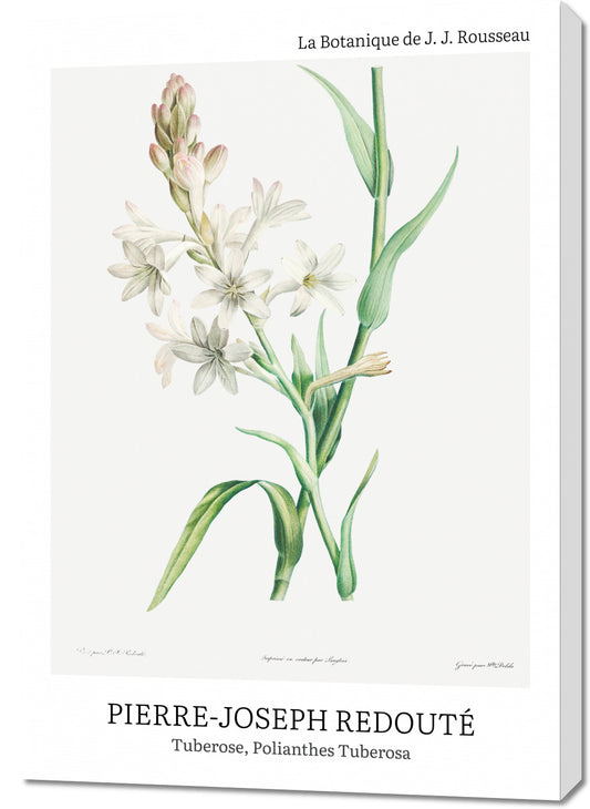 Obraz  Design Polianthes Tuberosa, Redoute Vintage do Salonu