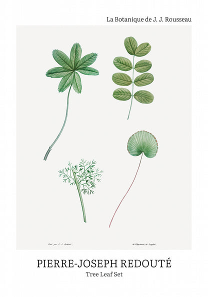 Plakat  Design Tree Leaf Set, Redoute Vintage do Salonu