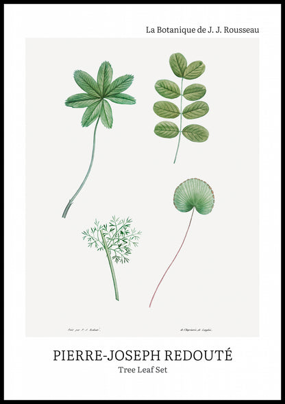 Plakat  Design Tree Leaf Set, Redoute Vintage do Salonu