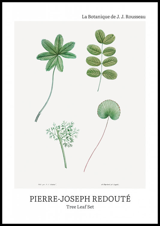 Plakat  Design Tree Leaf Set, Redoute Vintage do Salonu
