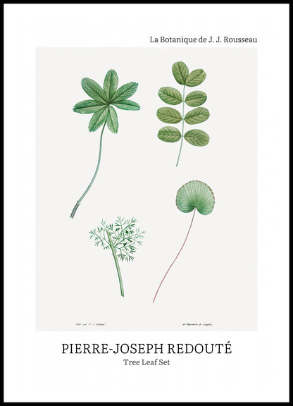 Plakat  Design Tree Leaf Set, Redoute Vintage do Salonu