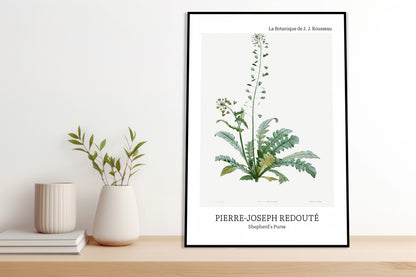 Plakat  Design Shepherd's Purse, Redoute Vintage do Salonu