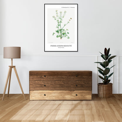 Obraz  Design Scurvy-Grass, Redoute Vintage do Salonu
