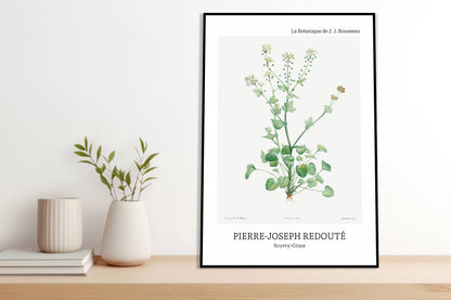 Obraz  Design Scurvy-Grass, Redoute Vintage do Salonu