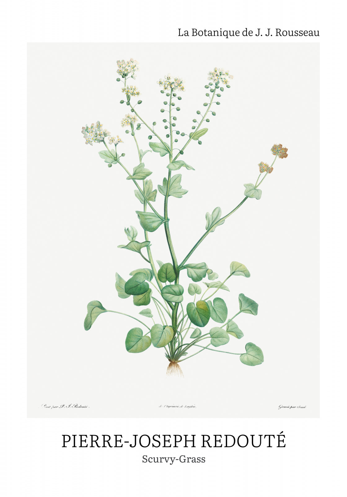 Plakat  Design Scurvy-Grass, Redoute Vintage do Salonu