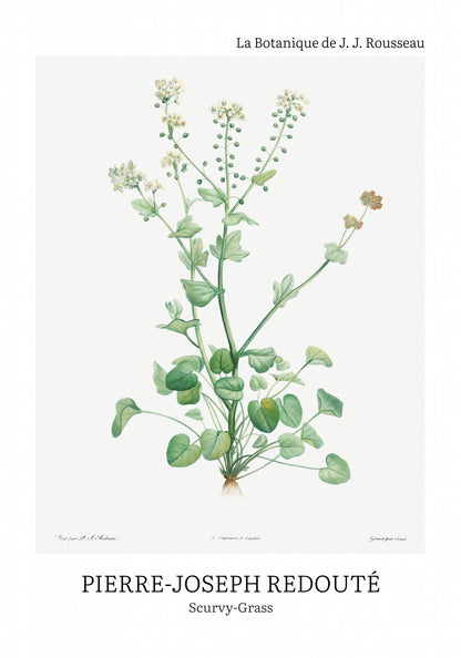 Plakat  Design Scurvy-Grass, Redoute Vintage do Salonu