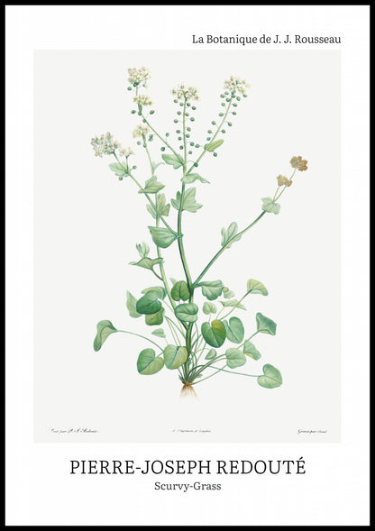 Plakat  Design Scurvy-Grass, Redoute Vintage do Salonu