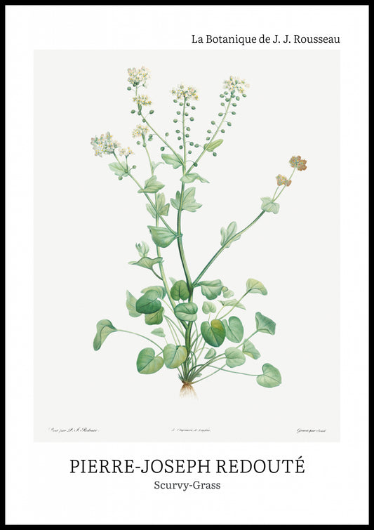 Plakat  Design Scurvy-Grass, Redoute Vintage do Salonu
