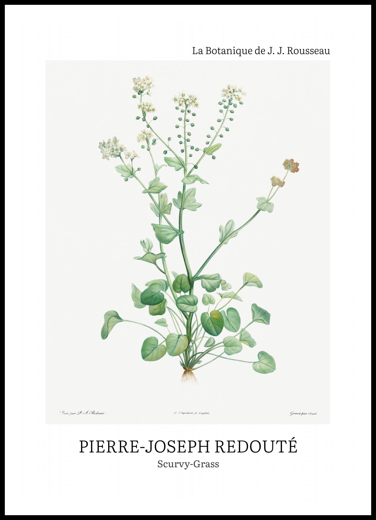 Plakat  Design Scurvy-Grass, Redoute Vintage do Salonu