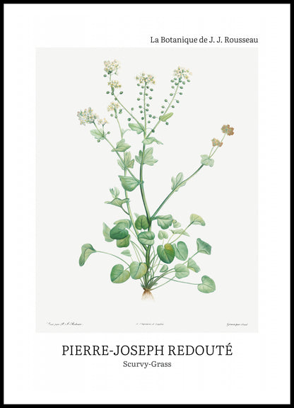 Plakat  Design Scurvy-Grass, Redoute Vintage do Salonu