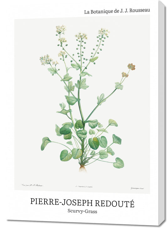 Obraz  Design Scurvy-Grass, Redoute Vintage do Salonu