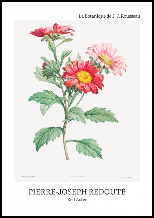 Plakat  Design Red Aster, Redoute Vintage do Salonu