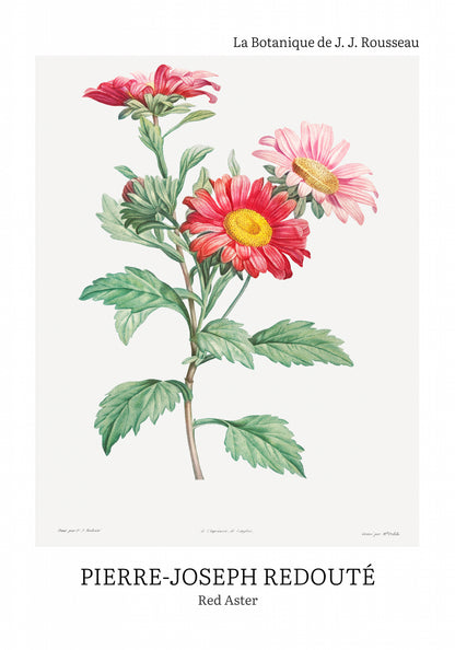 Plakat  Design Red Aster, Redoute Vintage do Salonu