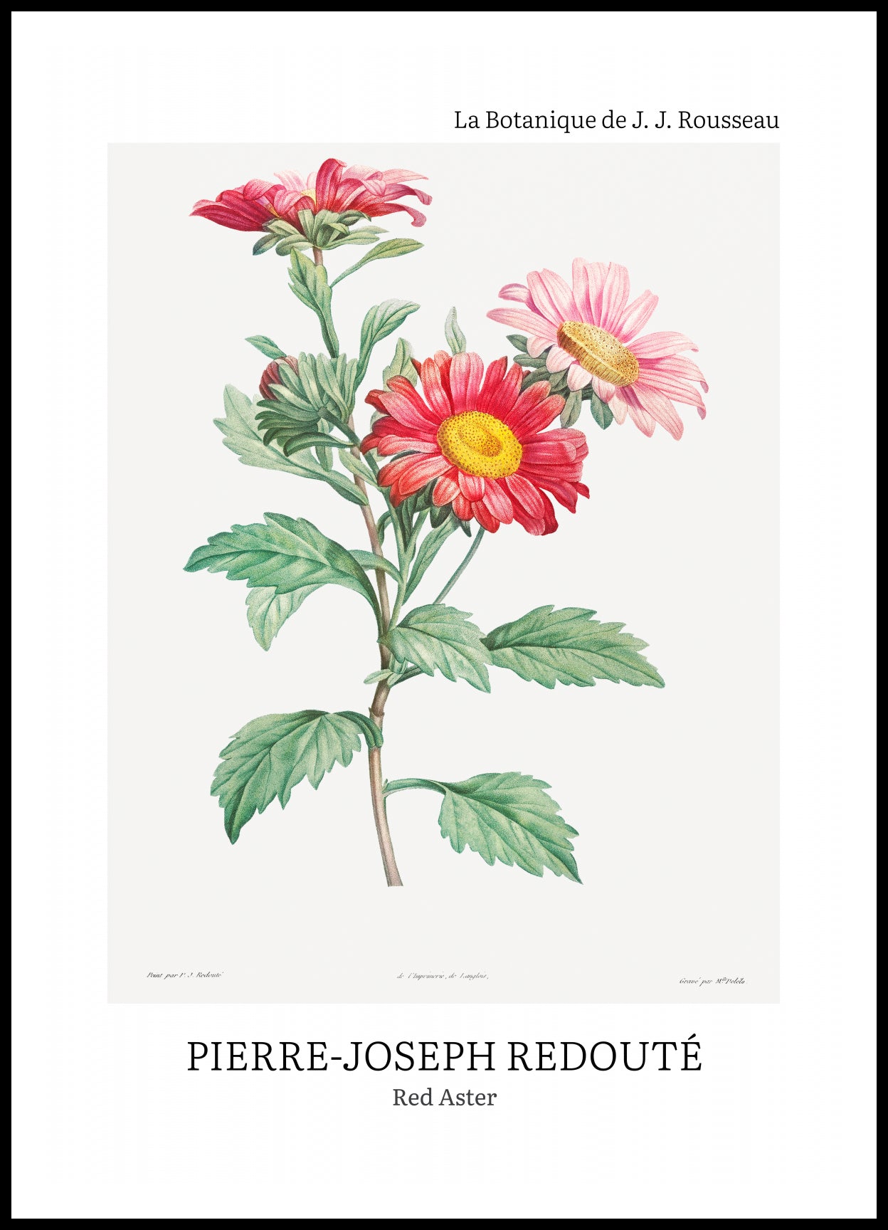 Plakat  Design Red Aster, Redoute Vintage do Salonu