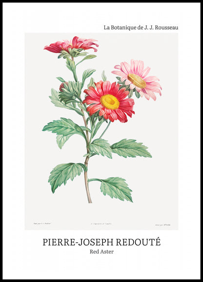 Plakat  Design Red Aster, Redoute Vintage do Salonu