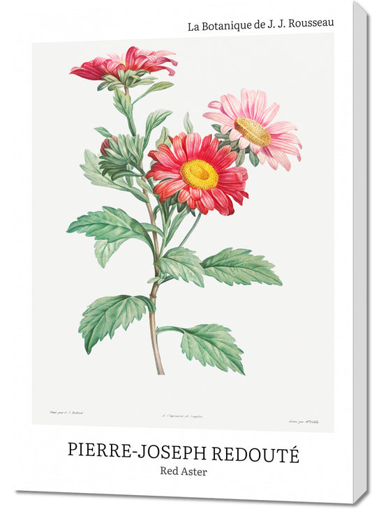 Obraz  Design Red Aster, Redoute Vintage do Salonu