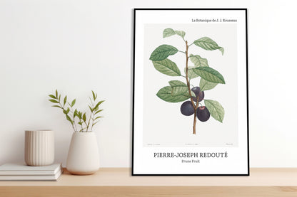 Obraz  Design Prune Fruit, Redoute Vintage do Salonu