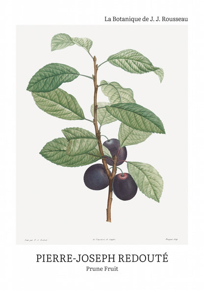 Plakat  Design Prune Fruit, Redoute Vintage do Salonu