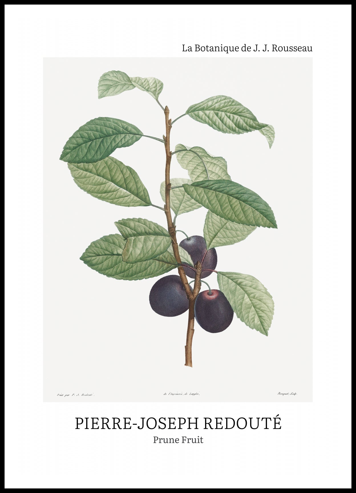 Plakat  Design Prune Fruit, Redoute Vintage do Salonu