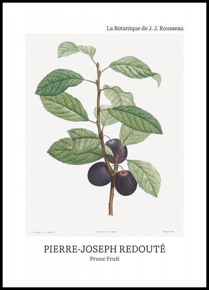 Plakat  Design Prune Fruit, Redoute Vintage do Salonu
