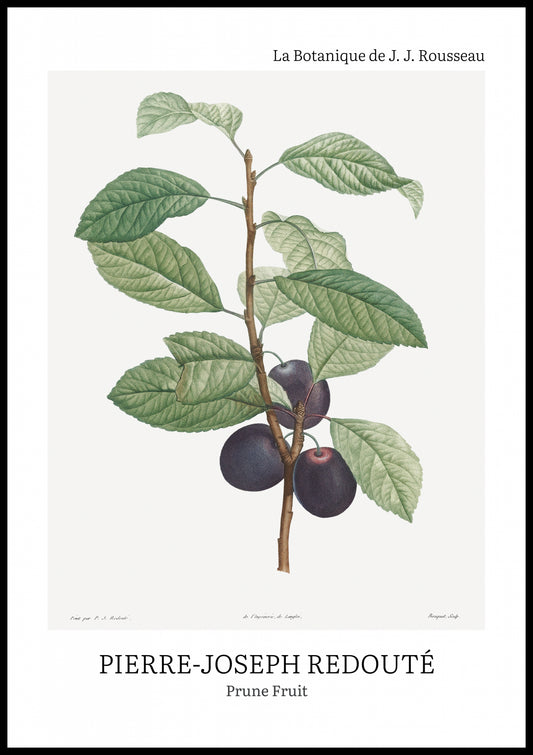 Plakat  Design Prune Fruit, Redoute Vintage do Salonu