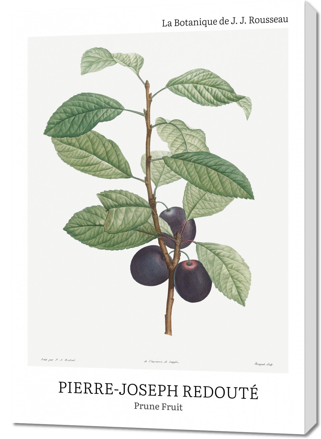 Obraz  Design Prune Fruit, Redoute Vintage do Salonu
