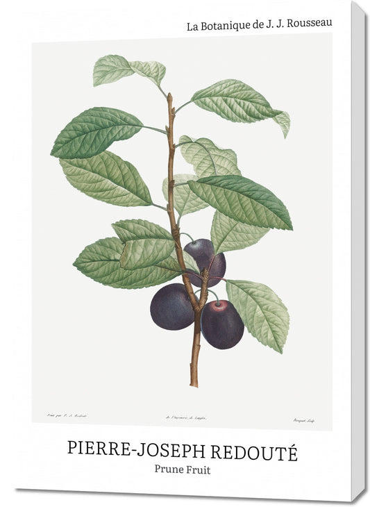 Obraz  Design Prune Fruit, Redoute Vintage do Salonu