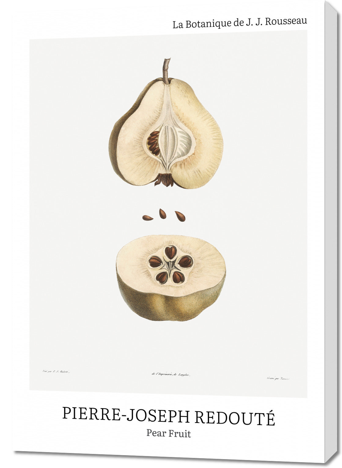 Obraz  Design Pear Fruit, Redoute Vintage do Salonu