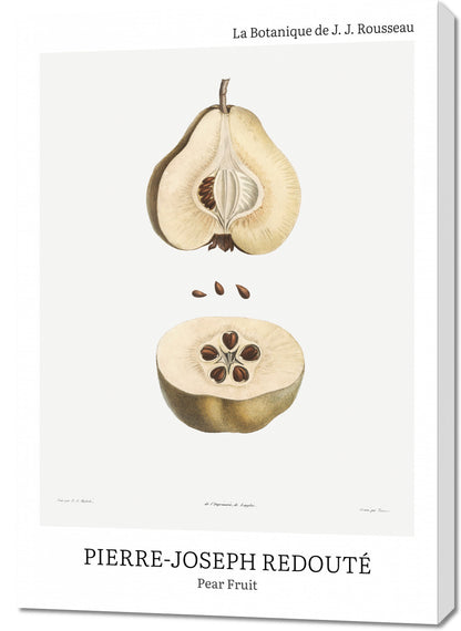 Obraz  Design Pear Fruit, Redoute Vintage do Salonu