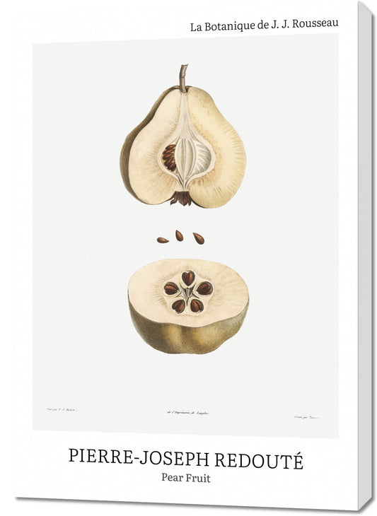 Obraz  Design Pear Fruit, Redoute Vintage do Salonu