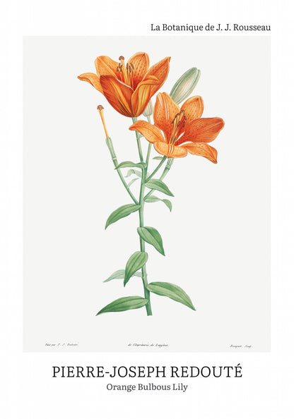 Plakat  Design Bulbous Lily, Redoute Vintage do Salonu