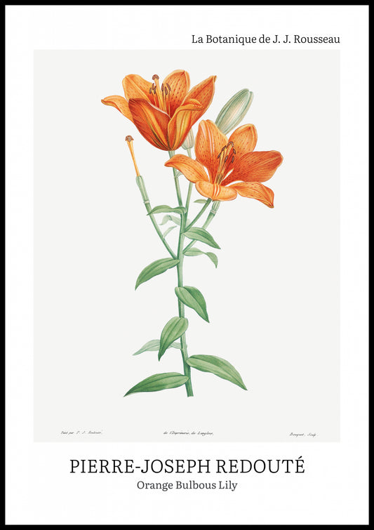 Plakat  Design Bulbous Lily, Redoute Vintage do Salonu