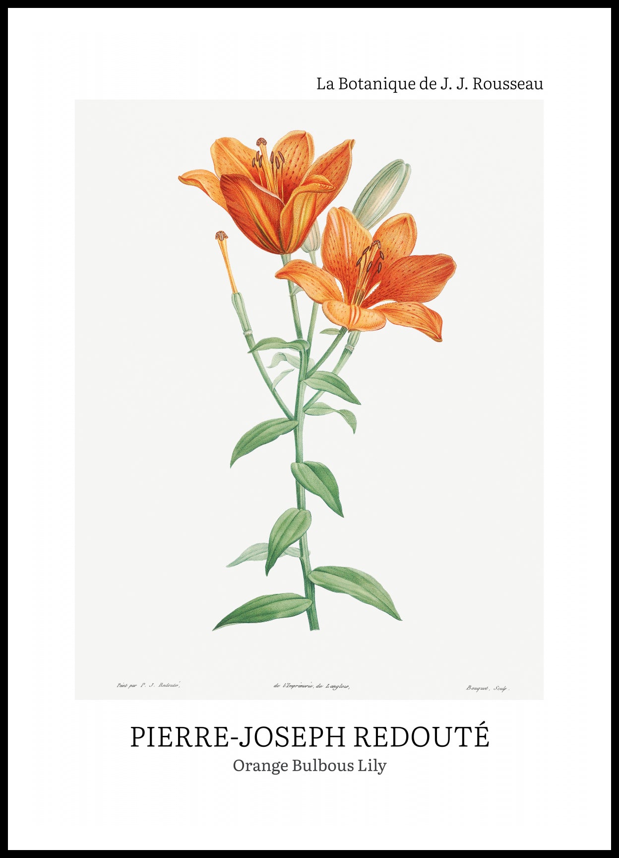 Plakat  Design Bulbous Lily, Redoute Vintage do Salonu