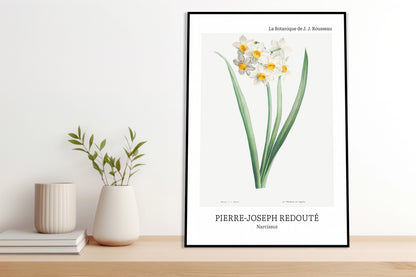 Obraz  Design Narcissus, Redoute Vintage do Salonu