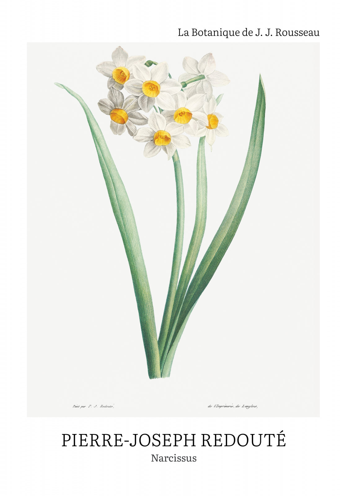 Plakat  Design Narcissus, Redoute Vintage do Salonu